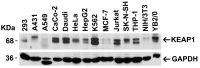 KEAP1 antibody