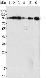 Dynamin 1 antibody [3G4B6]