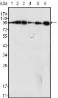 Dynamin 1 antibody [3G4B6]