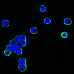 Mouse Anti-human IgG (Fc) antibody [4A10]