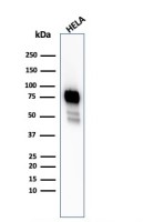 CD44 antibody [HCAM/2875R]
