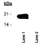 Survivin (phospho Thr34) antibody