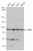GFM2 antibody [N3C2], Internal