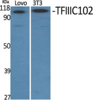 GTF3C3 antibody