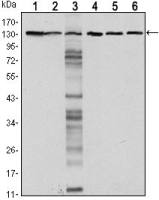 E-Cadherin antibody [7A2]