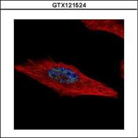 HEXIM2 antibody