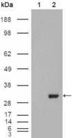 Carbonic Anhydrase 1 antibody [9D6D7]