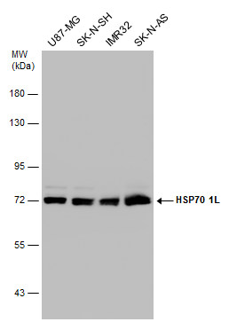 HSP70 1L antibody [N1N3]