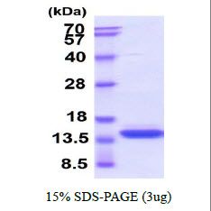 Human GM-CSF protein (active)