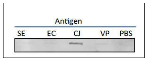 Campylobacter Porin antibody [cj-01]