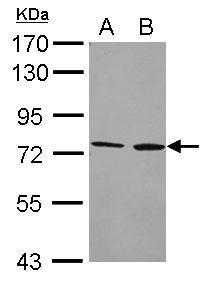 Cytochrome P450 4F2 antibody [N2C2], Internal