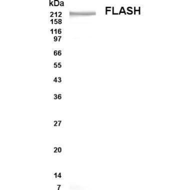 FLASH antibody