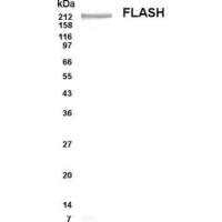 FLASH antibody
