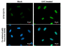 Chk1 (phospho Ser317) antibody