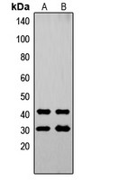 OVOL1 antibody