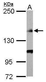 Flightless I antibody [C2C3], C-term