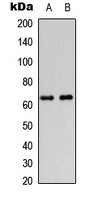 DGKE antibody