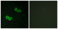 GPR150 antibody