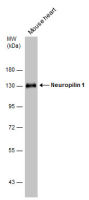 Neuropilin 1 antibody