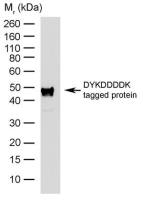 DDDDK tag antibody [6F7] (HRP)