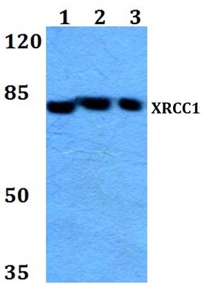 XRCC1 antibody