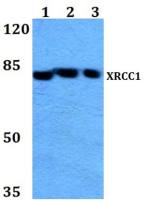 XRCC1 antibody