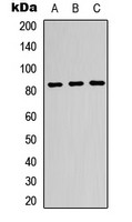 Beta-glucuronidase antibody