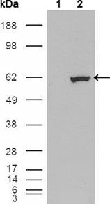 ER81 antibody [1C8B6]