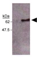 Caspase 8 antibody [FLICE 4-1-20]