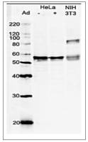 GRWD1 antibody