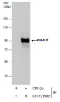 CD168 / RHAMM antibody [N1N2], N-term