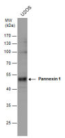 Pannexin 1 antibody