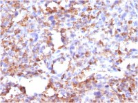 CD68 antibody [CD68/G2]