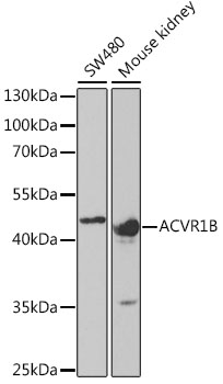 Activin Receptor Type IB antibody