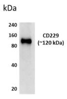 CD229 antibody [3L25]