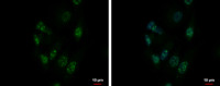 ZNF624 antibody