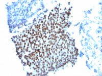 p21 Cip1 antibody [WA-1]