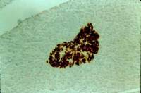 Insulin antibody [E2E3]