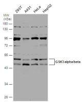 GSK3 alpha + GSK3 beta antibody