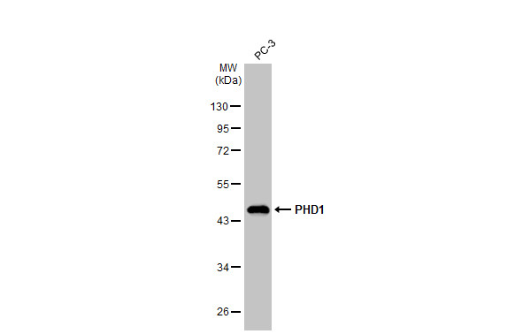PHD1 antibody [GT1342]