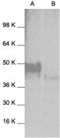 JNK1 antibody