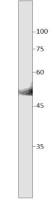 SLC7A10 antibody (C-terminal)