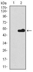 Splunc2 antibody [4C7D7]
