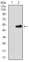 Splunc2 antibody [4C7D7]