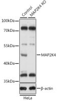 SEK1 / MKK4 antibody