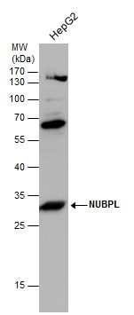 Nucleotide binding protein like antibody