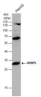 Nucleotide binding protein like antibody