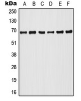 A-RAF (phospho Tyr302) antibody