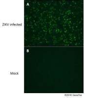 Zika virus NS1 protein antibody
