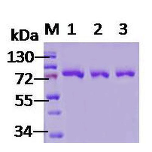 Human Grp78 protein
